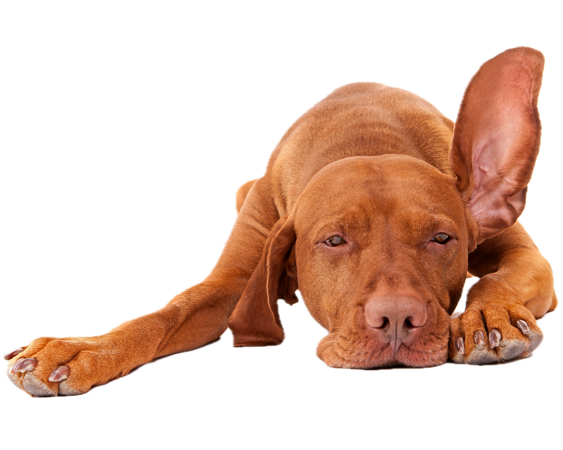 Clean Ears, Happy Dog: Why “Clean As A Whistle” Wipes Belong in Your Routine