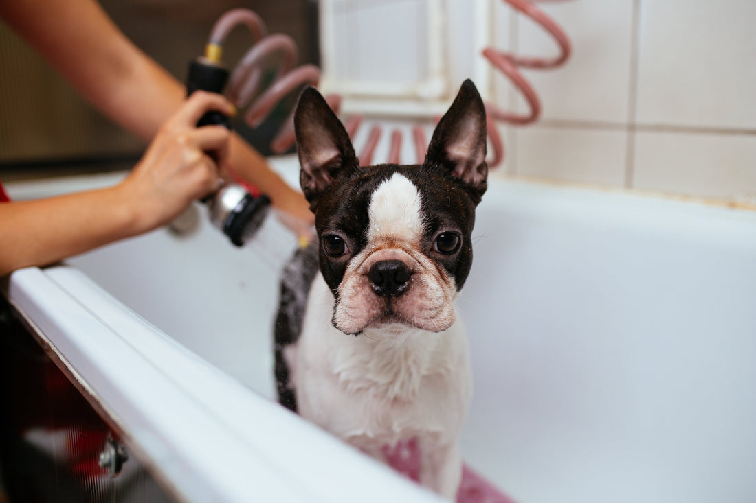 Why Your Dog Needs Skincare: The Science Behind Canine Dermocosmetics