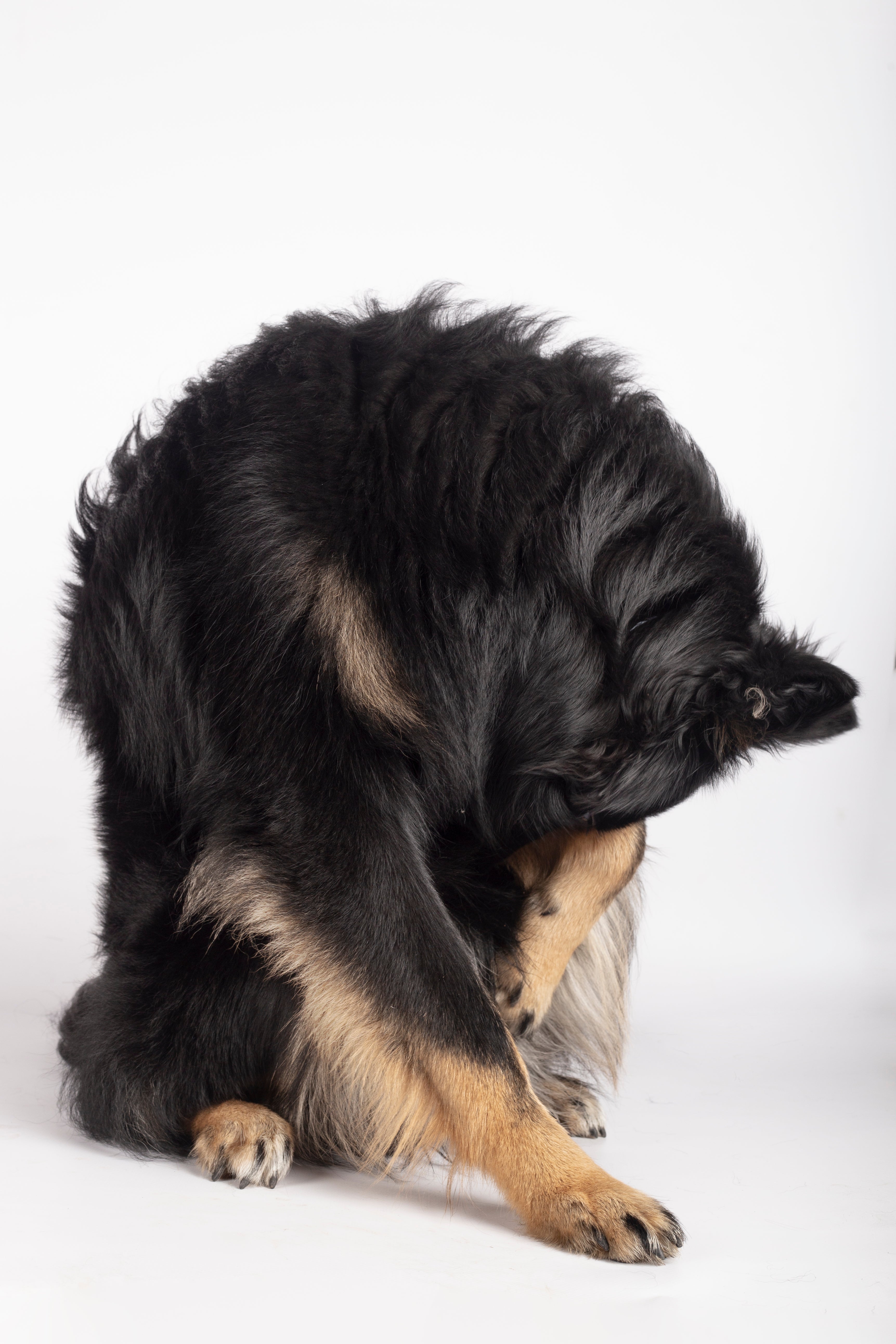 Navigating Alone Time—How to Help Your Pup Cruise and Snooze