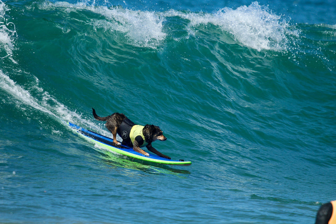 Surfer Dog Shampoo: Why Coconut Oil Is a Total Wave for Your Dog’s Skin & Coat