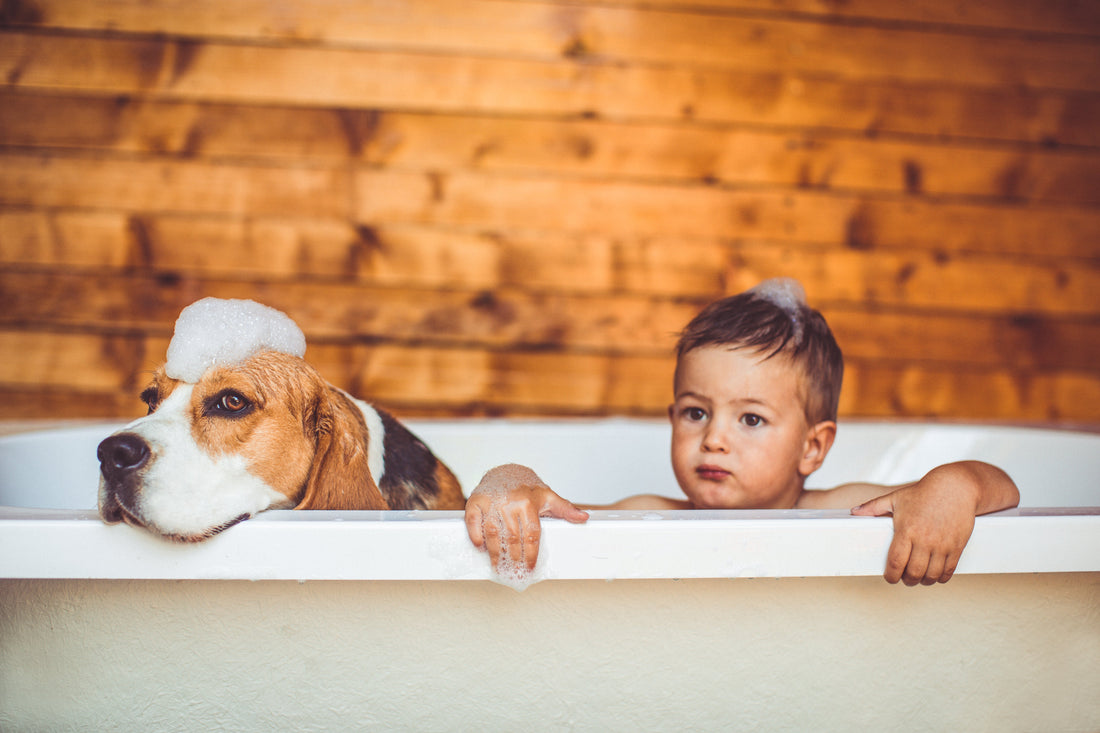 Just off the American Medical Journal press! How Growing Up with Dogs May Help Prevent Asthma and Allergies