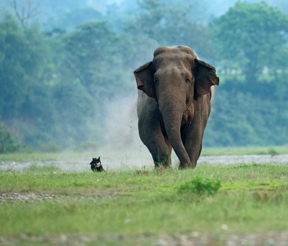 The Dermatologist’s Dog: Sniffing Out Trouble—How Dogs Are Protecting Endangered Wildlife Around the World