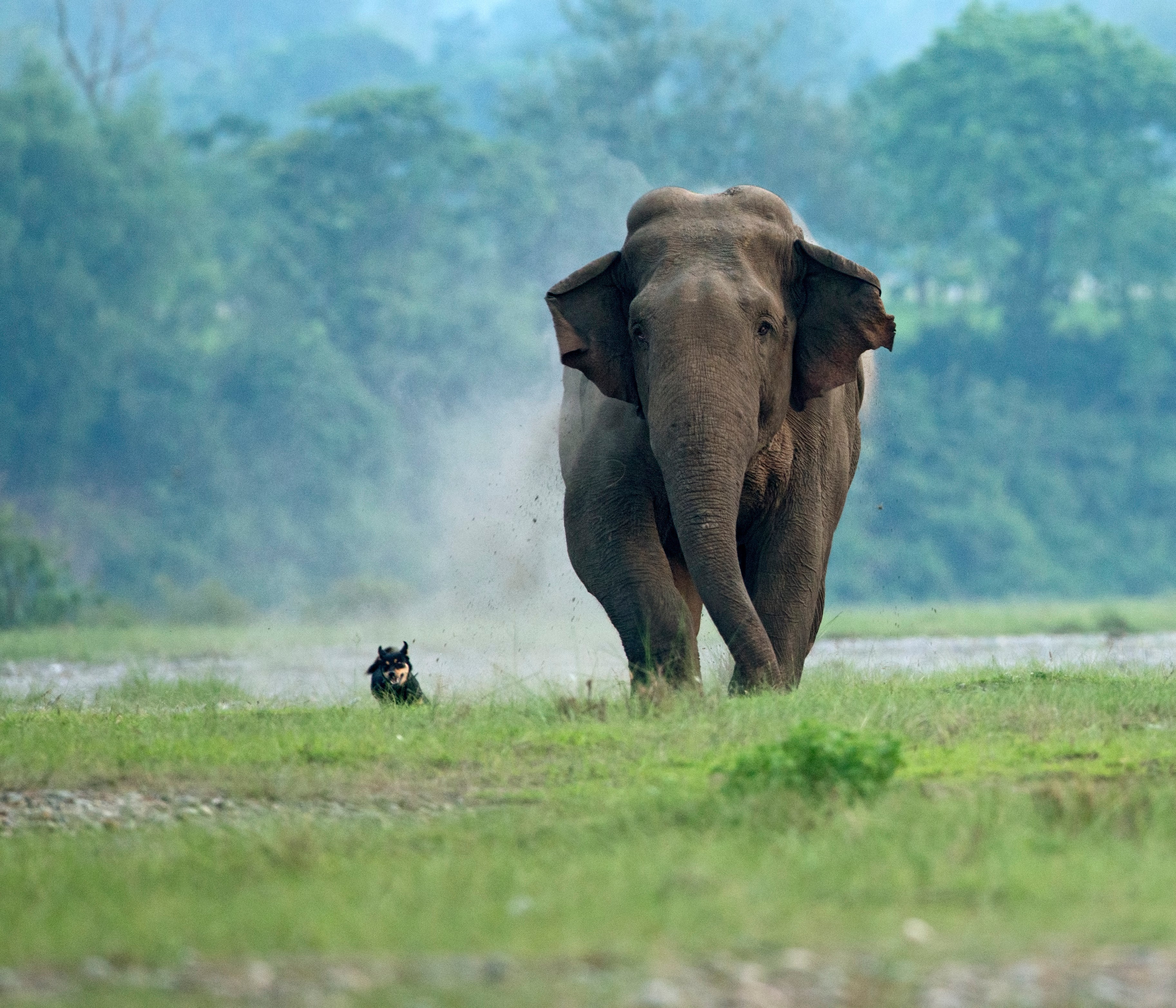 The Dermatologist’s Dog: Sniffing Out Trouble—How Dogs Are Protecting Endangered Wildlife Around the World