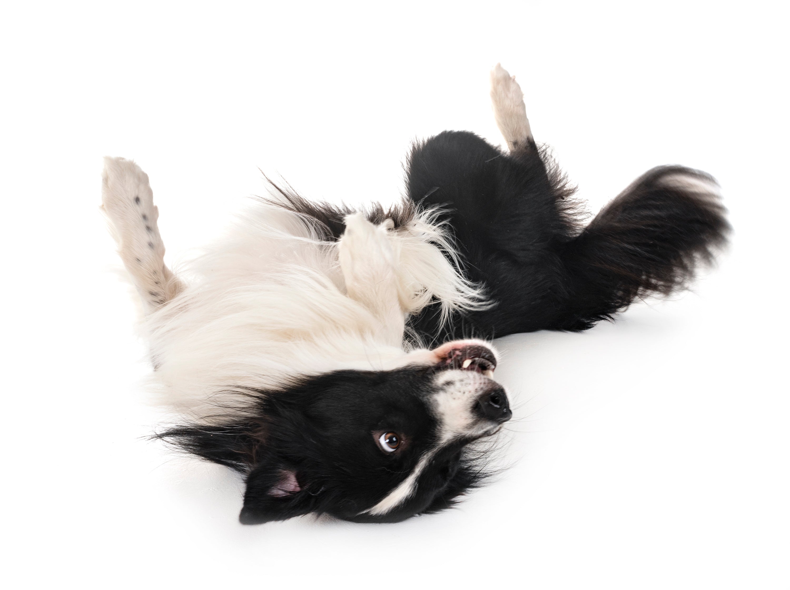Flee Flea & Tick Wipes
