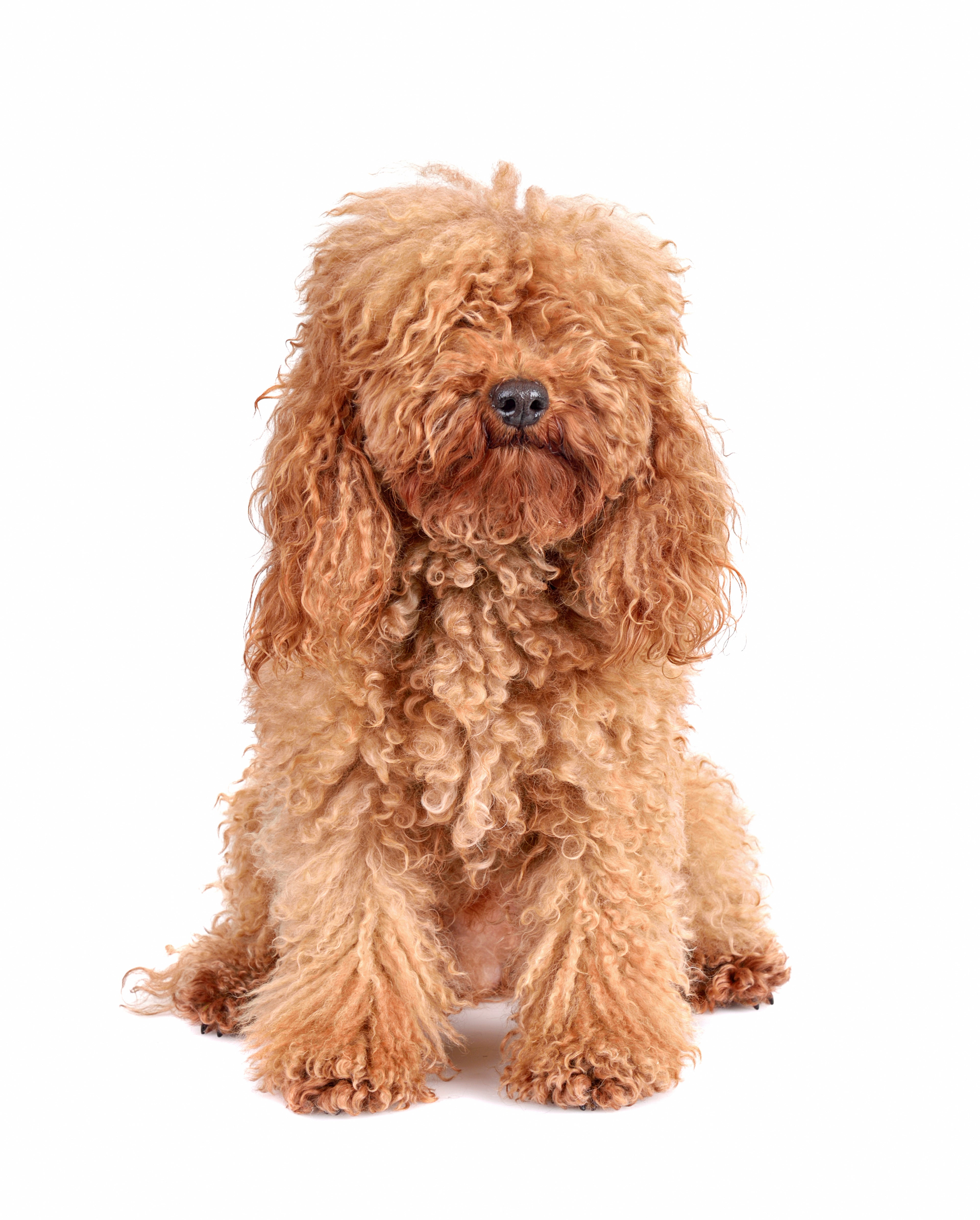 Surfer Dog Shampoo