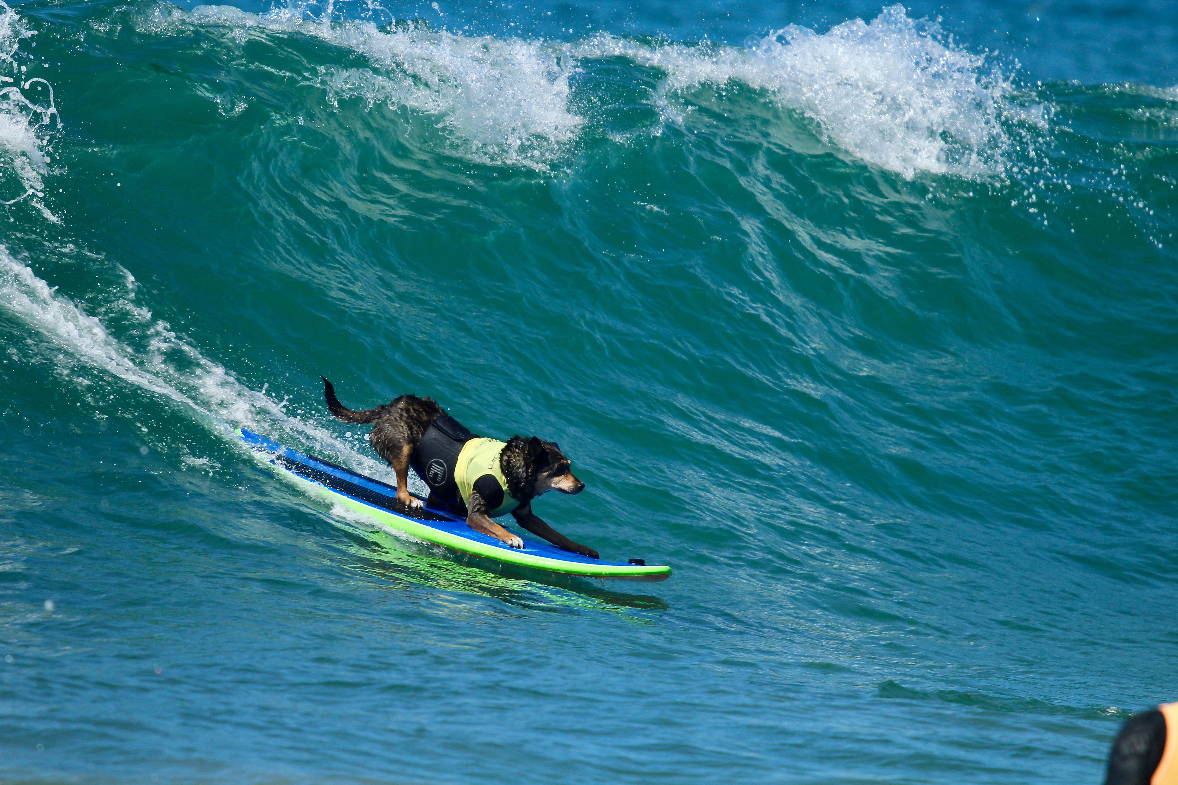 Surfer Dog Shampoo